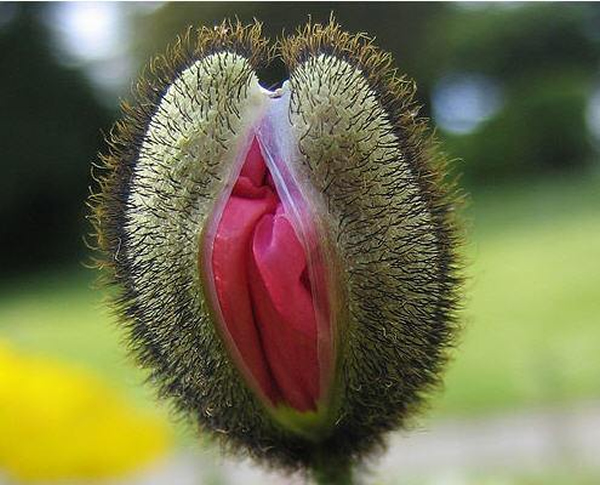 a99603 vagina shape 4 flytrap